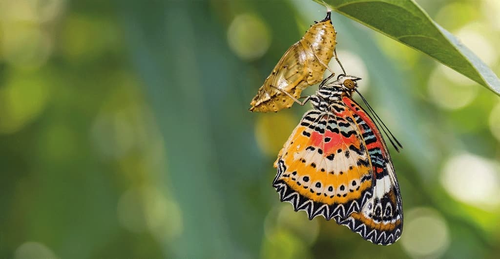 Cost Transformation - Butterfly emerging from chrysalis symbolizing transformation